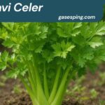 Pravi Celer