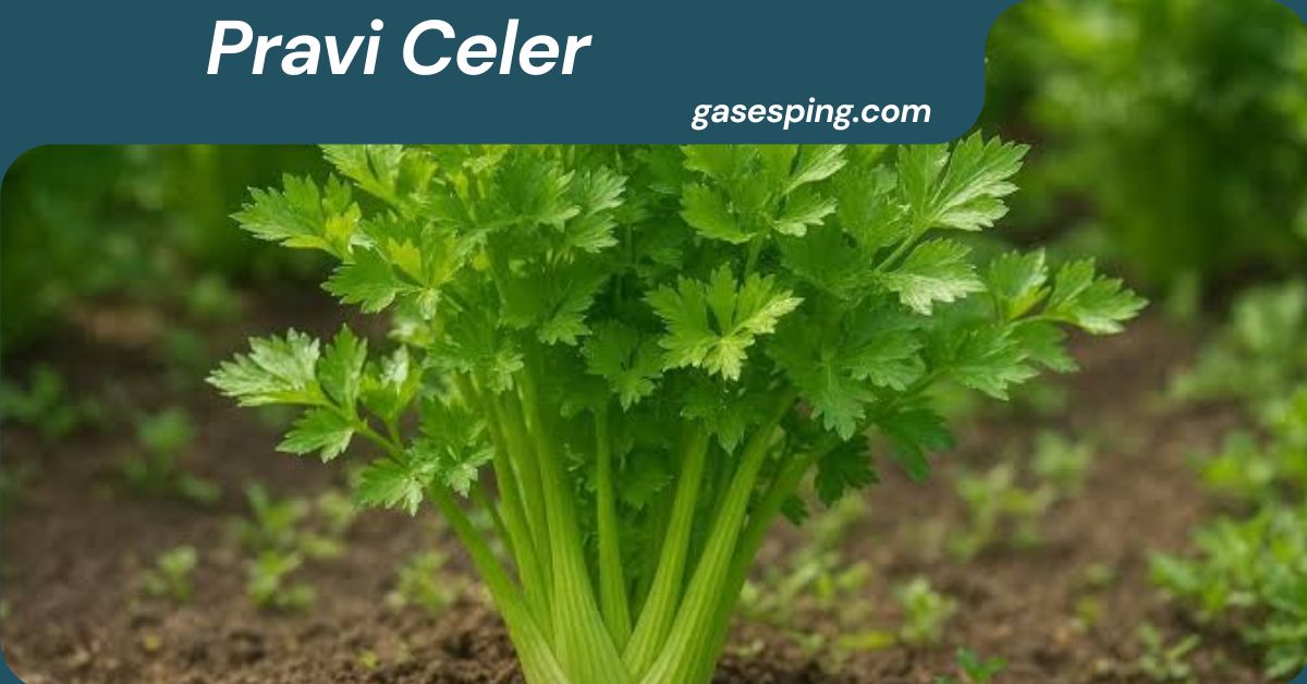 Pravi Celer
